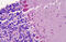 Atypical Chemokine Receptor 3 antibody, MBS244775, MyBioSource, Immunohistochemistry frozen image 