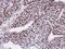 CTD Phosphatase Subunit 1 antibody, PA5-28074, Invitrogen Antibodies, Immunohistochemistry frozen image 