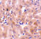 Bcl2-L-5 antibody, 3873, ProSci, Immunohistochemistry paraffin image 