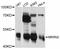 Makorin Ring Finger Protein 2 antibody, abx126164, Abbexa, Western Blot image 