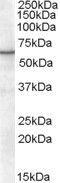 Retinoid X Receptor Alpha antibody, GTX89652, GeneTex, Western Blot image 