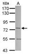 Sorting Nexin 1 antibody, NBP2-20441, Novus Biologicals, Western Blot image 