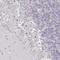 RLP24 antibody, HPA063392, Atlas Antibodies, Immunohistochemistry frozen image 