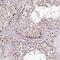 Tetratricopeptide Repeat Domain 33 antibody, HPA038252, Atlas Antibodies, Immunohistochemistry frozen image 