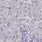 Calcium Sensing Receptor antibody, NBP2-38622, Novus Biologicals, Immunohistochemistry paraffin image 