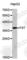 Follistatin antibody, A2936, ABclonal Technology, Western Blot image 