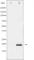 Survivin antibody, abx011575, Abbexa, Western Blot image 