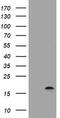 Growth Arrest And DNA Damage Inducible Gamma antibody, TA505546S, Origene, Western Blot image 