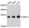 RAB13, Member RAS Oncogene Family antibody, abx126442, Abbexa, Western Blot image 