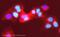 Minichromosome Maintenance Complex Component 7 antibody, ab52489, Abcam, Immunofluorescence image 