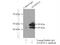 Angiopoietin Like 4 antibody, 18374-1-AP, Proteintech Group, Immunoprecipitation image 