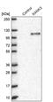 KN Motif And Ankyrin Repeat Domains 3 antibody, PA5-62333, Invitrogen Antibodies, Western Blot image 