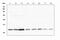 Thioredoxin antibody, A01219-1, Boster Biological Technology, Western Blot image 