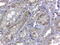 Renalase, FAD Dependent Amine Oxidase antibody, 46-278, ProSci, Enzyme Linked Immunosorbent Assay image 