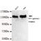 Tripartite Motif Containing 33 antibody, MBS475035, MyBioSource, Western Blot image 