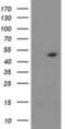 Protein Kinase C And Casein Kinase Substrate In Neurons 3 antibody, NBP2-03475, Novus Biologicals, Western Blot image 