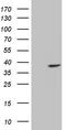 Enolase-Phosphatase 1 antibody, LS-C795651, Lifespan Biosciences, Western Blot image 