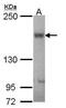 ATP Binding Cassette Subfamily B Member 11 antibody, PA5-27742, Invitrogen Antibodies, Western Blot image 