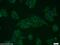 StAR Related Lipid Transfer Domain Containing 5 antibody, 10487-1-AP, Proteintech Group, Immunofluorescence image 