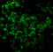 Ubiquitin Conjugating Enzyme E2 N antibody, A02462-1, Boster Biological Technology, Immunofluorescence image 