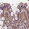 Methylosome subunit pICln antibody, HPA031708, Atlas Antibodies, Immunohistochemistry frozen image 