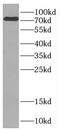 CTTNBP2 N-Terminal Like antibody, FNab02069, FineTest, Western Blot image 