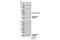 Caspase 7 antibody, 13085S, Cell Signaling Technology, Western Blot image 