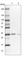 DNA-directed RNA polymerase II subunit RPB3 antibody, HPA041826, Atlas Antibodies, Western Blot image 