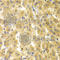 Geminin DNA Replication Inhibitor antibody, A5316, ABclonal Technology, Immunohistochemistry paraffin image 
