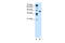 Solute Carrier Family 35 Member C1 antibody, 29-933, ProSci, Enzyme Linked Immunosorbent Assay image 