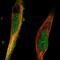 Tripartite Motif Containing 36 antibody, NBP2-56200, Novus Biologicals, Immunofluorescence image 