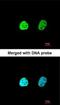 Heterogeneous Nuclear Ribonucleoprotein A1 antibody, NBP1-32161, Novus Biologicals, Immunofluorescence image 