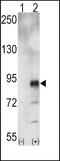 EPH Receptor A5 antibody, PA5-14582, Invitrogen Antibodies, Western Blot image 