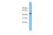 HCLS1 Binding Protein 3 antibody, A12815, Boster Biological Technology, Western Blot image 