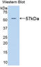 Glutamic--Pyruvic Transaminase antibody, LS-C303646, Lifespan Biosciences, Western Blot image 