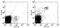 NKR-P1C antibody, 25-5941-81, Invitrogen Antibodies, Flow Cytometry image 