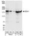Early Endosome Antigen 1 antibody, A301-897A, Bethyl Labs, Western Blot image 