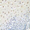 Valosin Containing Protein antibody, 14-951, ProSci, Immunohistochemistry frozen image 