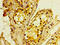 Myotubularin Related Protein 2 antibody, CSB-PA613418LA01HU, Cusabio, Immunohistochemistry frozen image 
