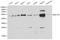 Eukaryotic Translation Elongation Factor 1 Alpha 1 antibody, LS-C192298, Lifespan Biosciences, Western Blot image 