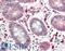 Legumain antibody, LS-C261862, Lifespan Biosciences, Immunohistochemistry frozen image 