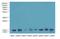 Coactosin Like F-Actin Binding Protein 1 antibody, LS-B13834, Lifespan Biosciences, Western Blot image 