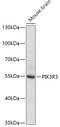 Phosphoinositide-3-Kinase Regulatory Subunit 3 antibody, 16-869, ProSci, Western Blot image 