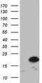 Prostaglandin E Synthase 3 antibody, LS-C336852, Lifespan Biosciences, Western Blot image 