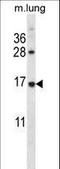 Ribosomal Protein L27 antibody, LS-C162706, Lifespan Biosciences, Western Blot image 