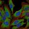 Nuclear Receptor Subfamily 3 Group C Member 1 antibody, NBP2-22174, Novus Biologicals, Immunofluorescence image 