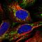 NADH:Ubiquinone Oxidoreductase Subunit V3 antibody, HPA020463, Atlas Antibodies, Immunofluorescence image 