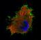 Ezrin antibody, NBP2-36761, Novus Biologicals, Immunofluorescence image 