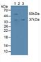 Calumenin antibody, MBS2026032, MyBioSource, Western Blot image 