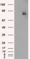 Phosphodiesterase 10A antibody, NBP1-47909, Novus Biologicals, Western Blot image 